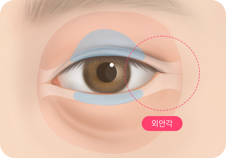 외안각의 위치